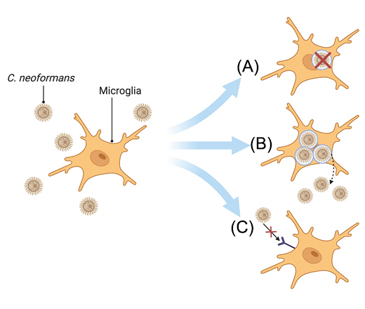 Microglia-Cryptococcus interactions