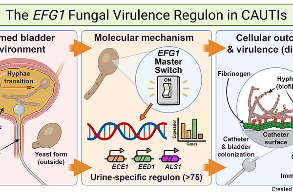 Graphical abstract